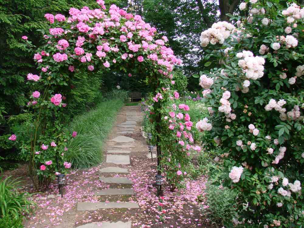 Những cổng nhà có hoa hồng leo lãng mạn đẹp đến &quot;lịm tim&quot; - Ảnh 5.