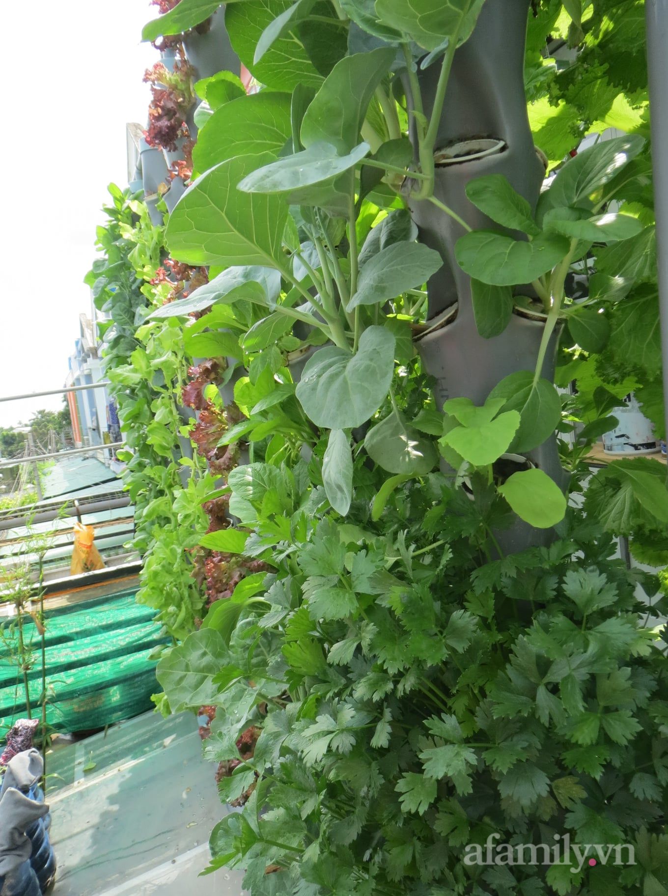 Ban công chỉ 5m² mà trồng đủ loại rau của anh chồng đảm ở Sài Gòn - Ảnh 5.