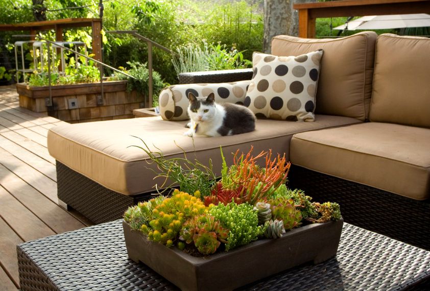 outdoor-succulent-coffee-table-art-1633682499989572356835.jpg