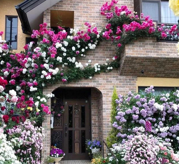 Ngắm vườn hồng tự nhiên &quot;nhà người ta&quot; đẹp đến mức muốn &quot;nghẹt thở&quot; - Ảnh 3.