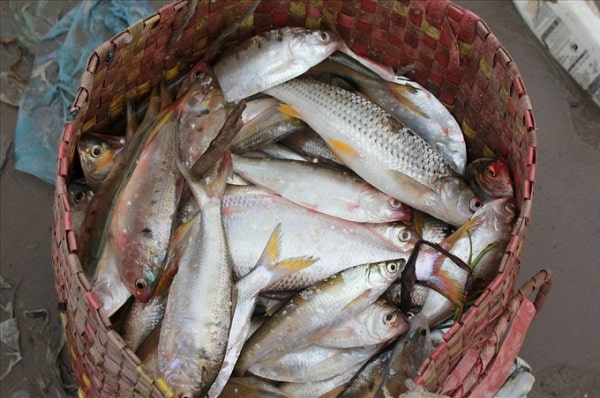 Đi chợ mua cá nên tinh mắt chọn 3 loại này vì gần như sạch 100%, nhất là không chứa thủy ngân hại gan thận - Ảnh 3.