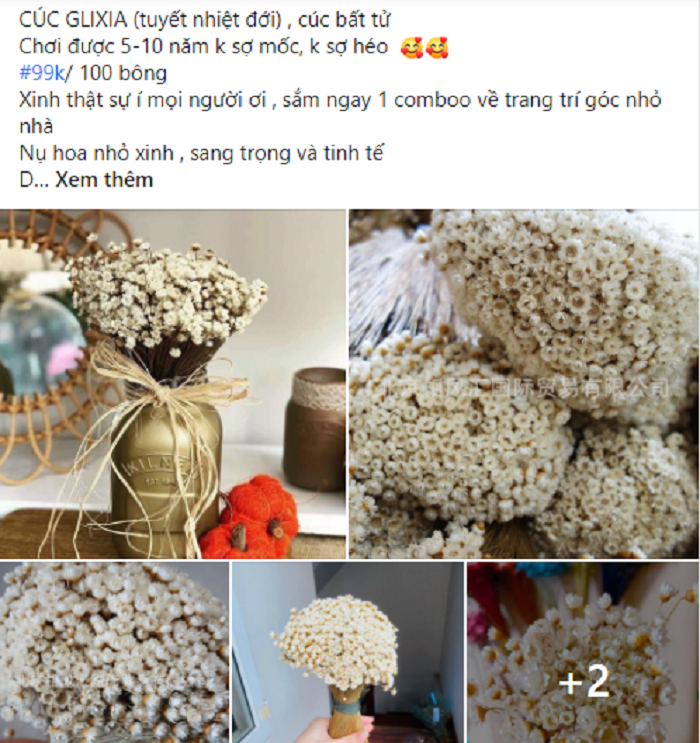 Cúc Glixia đẹp tinh khôi khiến chị em nao lòng, thi nhau lùng mua làm "cháy" chợ mạng - Ảnh 3. Cúc Glixia đẹp tinh khôi khiến chị em nao lòng, thi nhau lùng mua làm "cháy" chợ mạng - Ảnh 3.