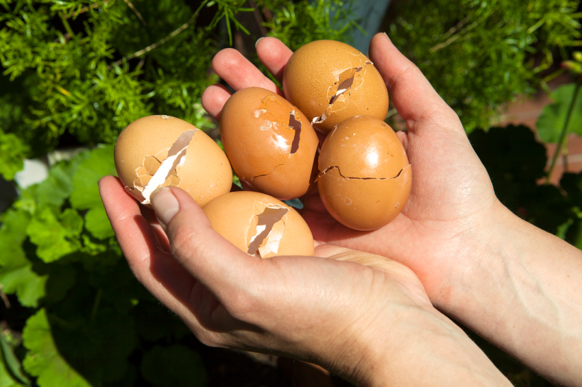 9 cách tận dụng vỏ trứng vô cùng hiệu quả cho việc làm vườn - Ảnh 3.