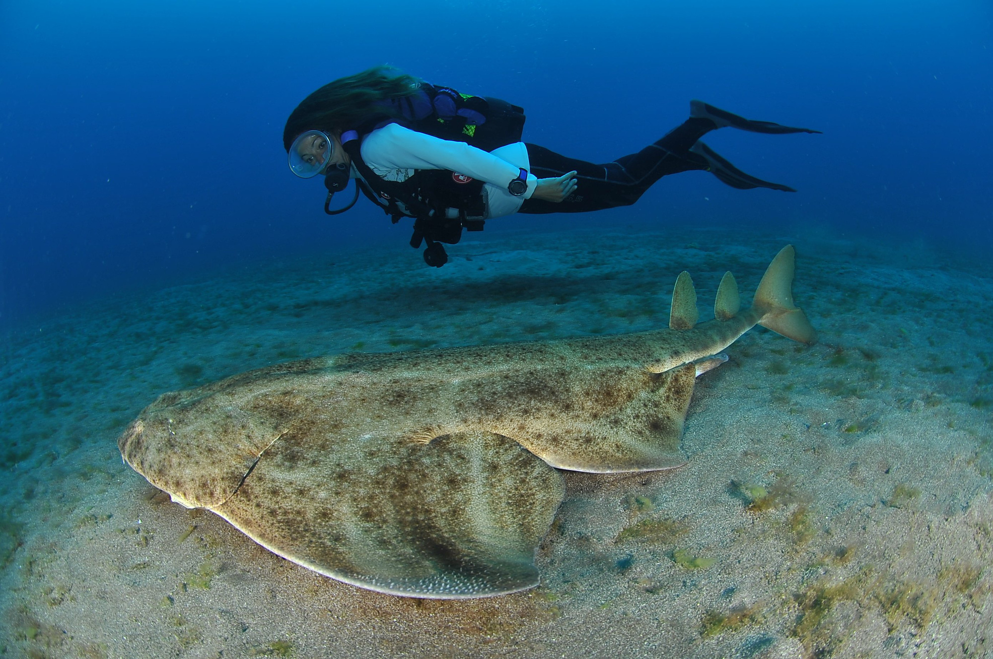 Sự thật "rợn t&oacute;c g&aacute;y" về lo&agrave;i hung thần đại dương: C&aacute; mập trắng 6 m&eacute;t chưa l&agrave; g&igrave; so với người anh em chỉ d&agrave;i nửa m&eacute;t! - Ảnh 10.