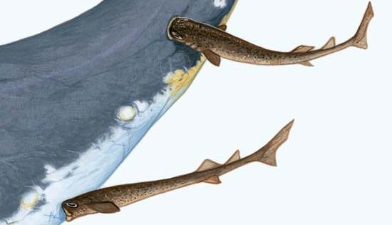 Sự thật &quot;rợn tóc gáy&quot; về loài hung thần đại dương: Cá mập trắng 6 mét chưa là gì so với người anh em chỉ dài nửa mét! - Ảnh 19.