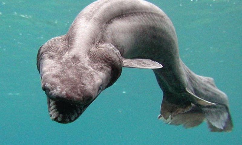 Sự thật "rợn t&oacute;c g&aacute;y" về lo&agrave;i hung thần đại dương: C&aacute; mập trắng 6 m&eacute;t chưa l&agrave; g&igrave; so với người anh em chỉ d&agrave;i nửa m&eacute;t! - Ảnh 20.