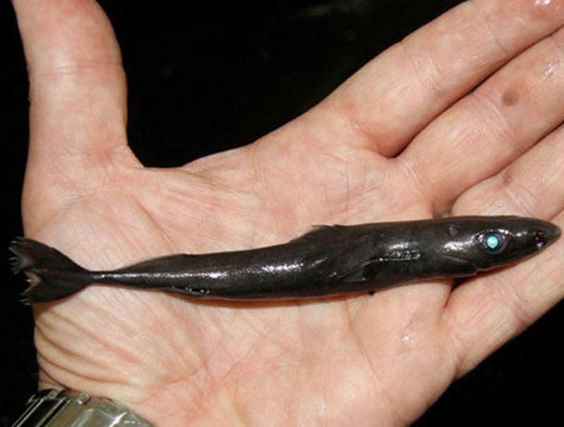 Sự thật "rợn t&oacute;c g&aacute;y" về lo&agrave;i hung thần đại dương: C&aacute; mập trắng 6 m&eacute;t chưa l&agrave; g&igrave; so với người anh em chỉ d&agrave;i nửa m&eacute;t! - Ảnh 1.