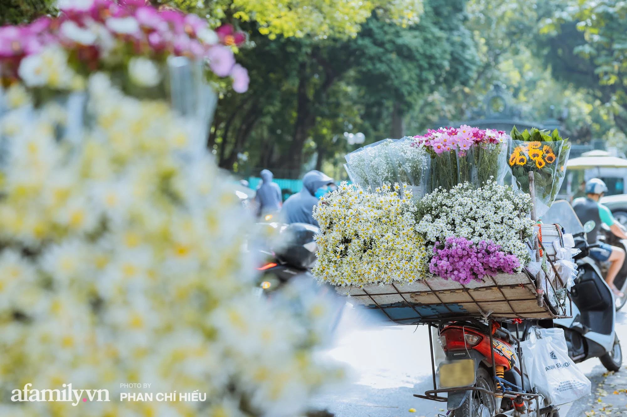 Đến hẹn lại lên, phố phường Hà Nội ngập tràn cúc họa mi, nhiều người tranh thủ lưu lại khoảnh khắc với mùa thu - Ảnh 1.