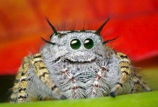 Hội những loài nhện đẹp nhất hành tinh: Vừa lạ lùng vừa &quot;sang chảnh&quot; nhưng nhiều người trông thấy vẫn &quot;xỉu dọc xỉu ngang&quot;! - Ảnh 14.