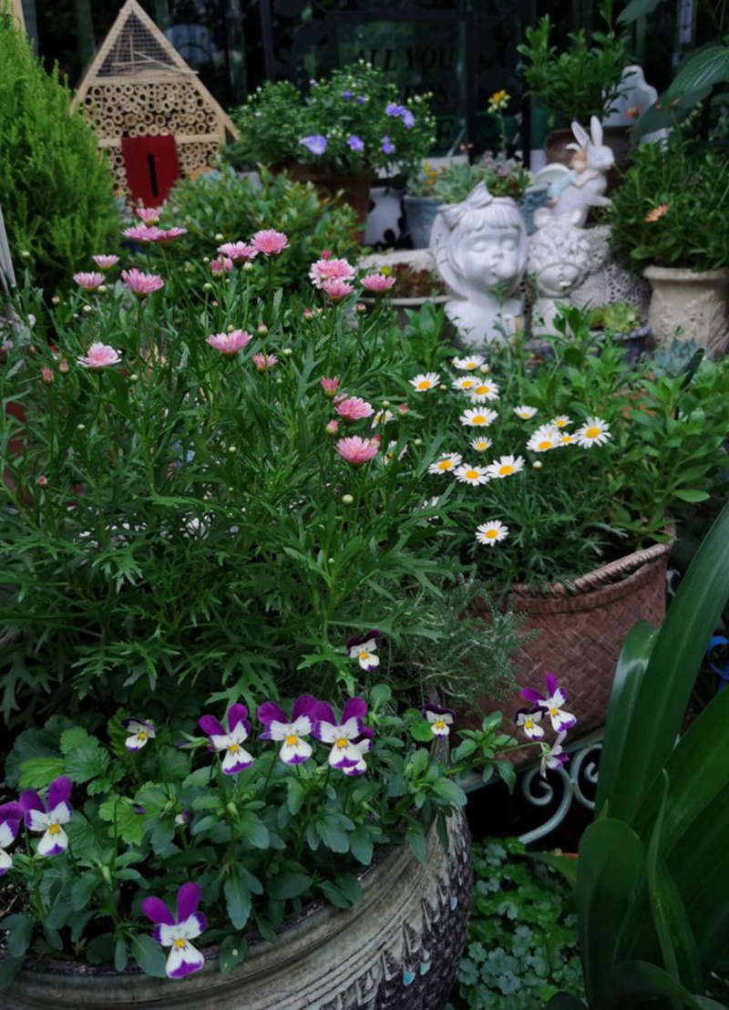 Bỏ 5 năm chăm bón, mẹ nội trợ tạo ra khu vườn 190 mét vuông quanh năm xanh mát hoa nở bốn mùa - Ảnh 19.