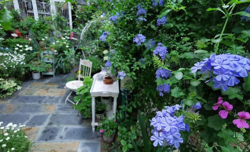 Bỏ 5 năm chăm bón, mẹ nội trợ tạo ra khu vườn 190 mét vuông quanh năm xanh mát hoa nở bốn mùa - Ảnh 5.