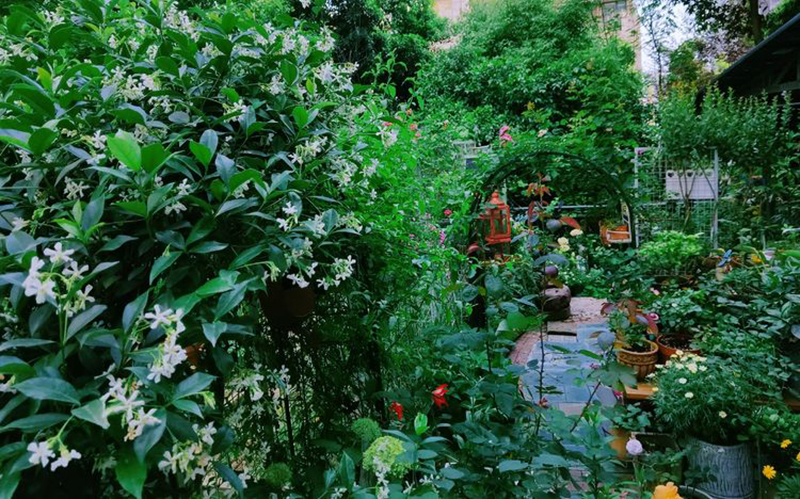 Bỏ 5 năm chăm bón, mẹ nội trợ tạo ra khu vườn 190 mét vuông quanh năm xanh mát hoa nở bốn mùa - Ảnh 6.