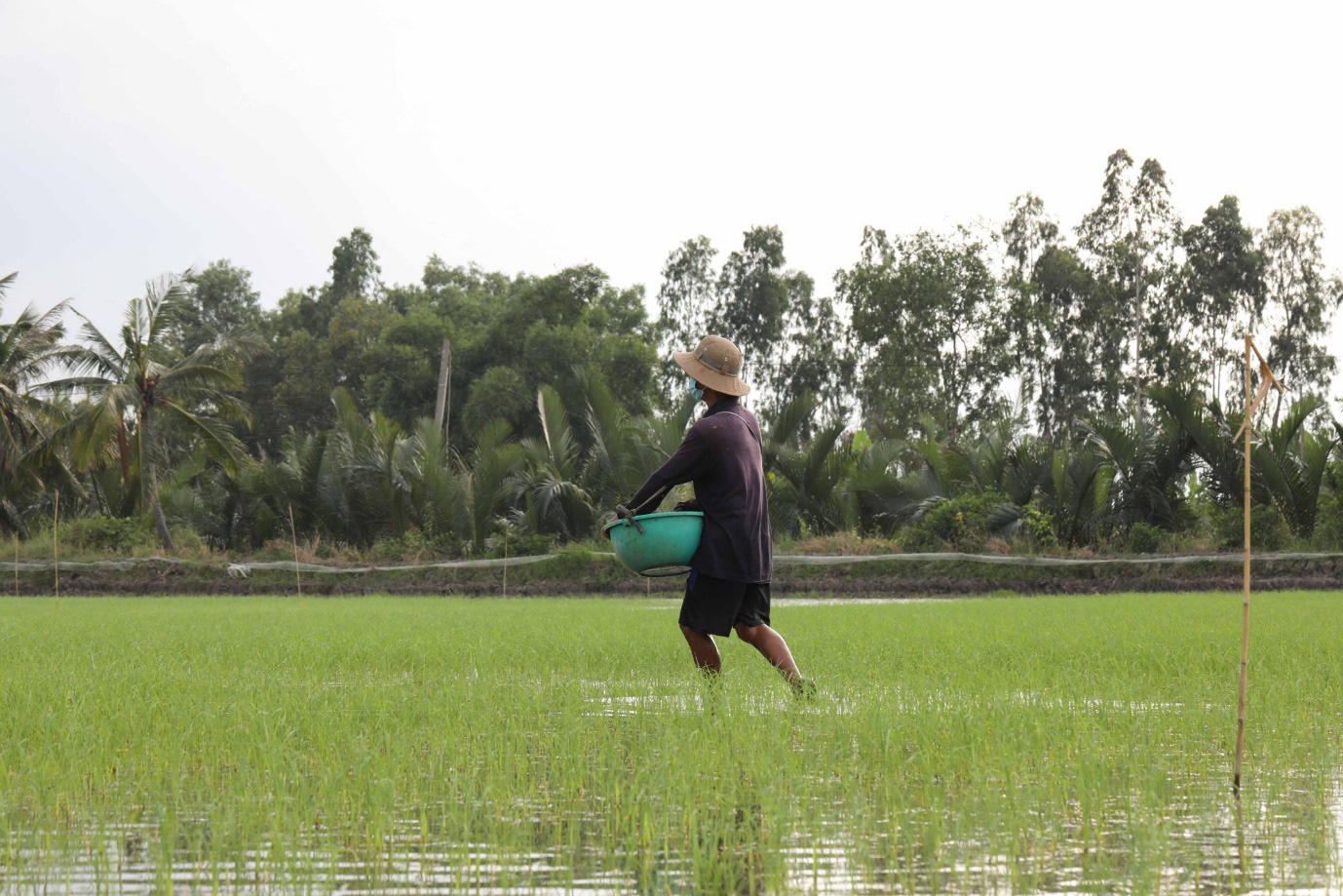 Triển vọng từ mô hình sản xuất lúa gạo hữu cơ ở Đắk Nuê  Báo Đắk Lắk điện  tử