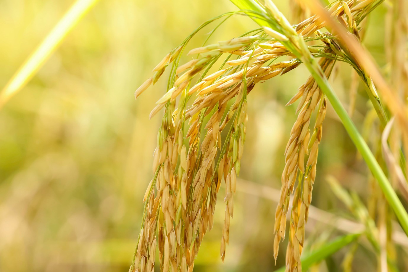 Thách thức trong sản xuất lúa gạo hàng hóa quy mô lớn  Xuất bản thông tin