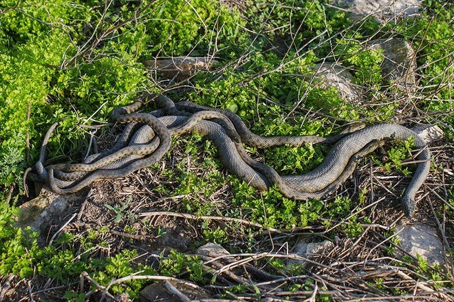 "H&ograve;n đảo tử thần" nơi sinh sống của h&agrave;ng vạn con rắn độc: 1 m&eacute;t vu&ocirc;ng 5 con rắn, ẩn giấu truyền thuyết về kho b&aacute;u cướp biển - Ảnh 4.