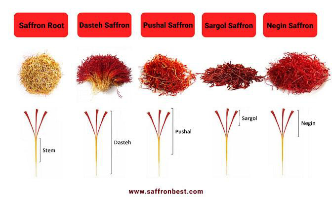 C&aacute;ch nhận biết saffron cao cấp từ Iran - Ảnh 1.