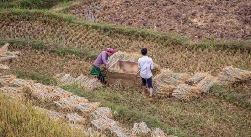 Gạo Séng Cù hạt tròn, xát mộc nguyên cám thơm ngon, ai ăn cơm không cũng được 2 bát không chán - Ảnh 4. Gạo Séng Cù hạt tròn, xát mộc nguyên cám thơm ngon, ai ăn cơm không cũng được 2 bát không chán - Ảnh 4.