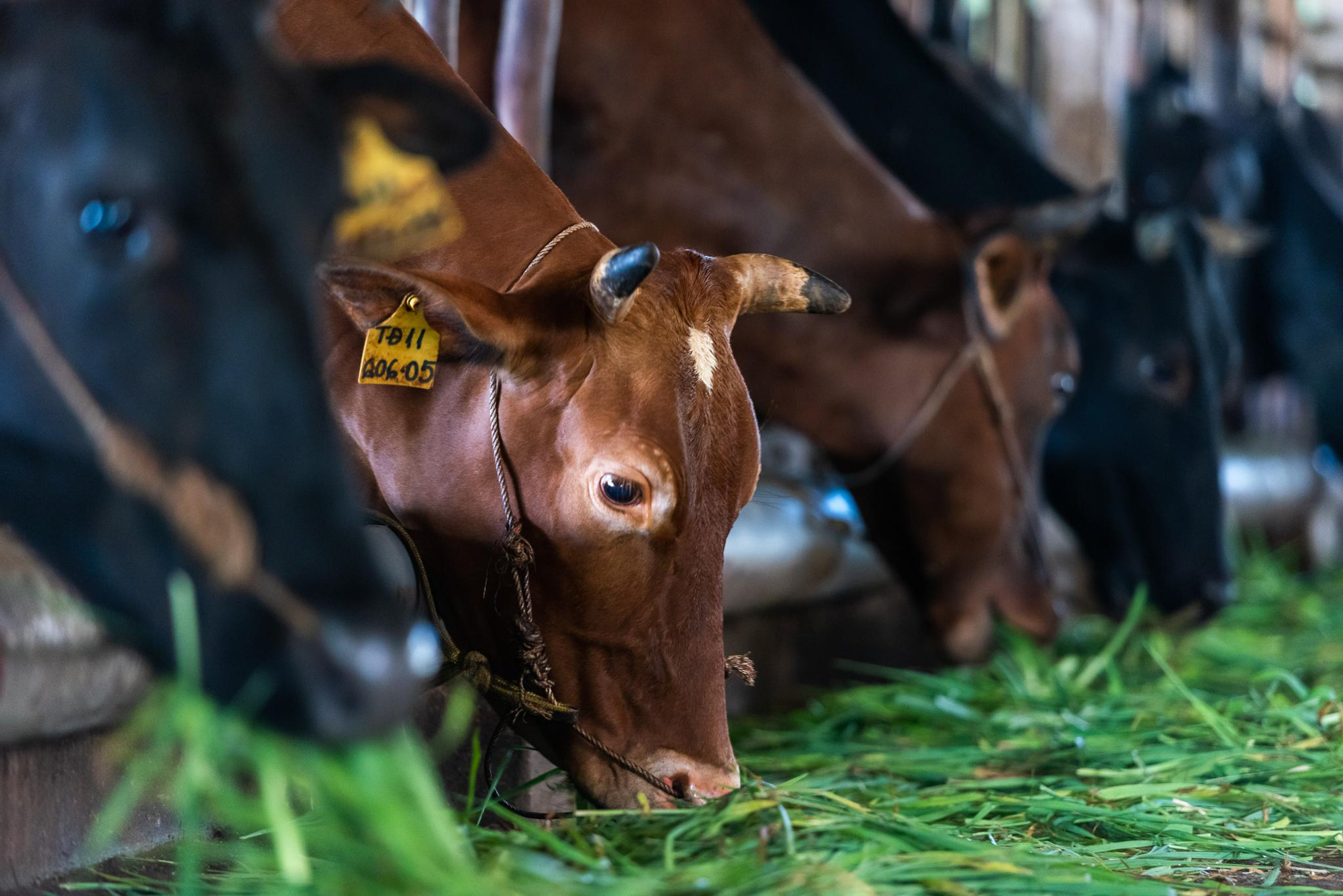 Tôn trọng sản lượng tự nhiên - Bí quyết tạo nên nguồn sữa tươi mát của Evermilk - Ảnh 2.