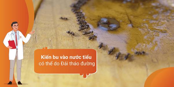 kien-bu-nuoc-tieu-1-1638436490029875500163.jpg