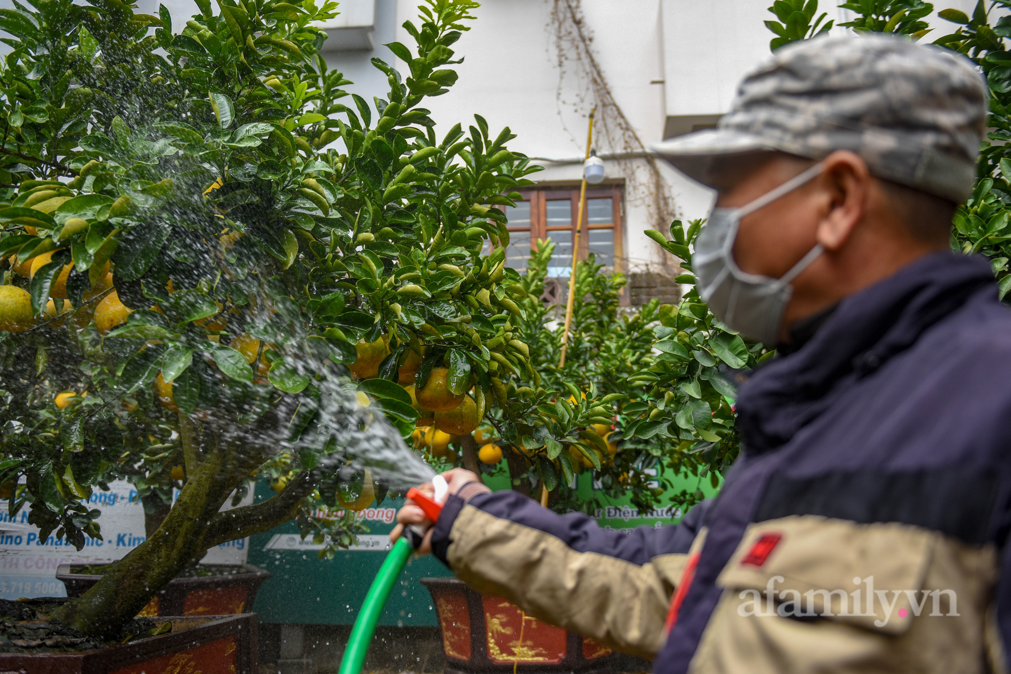 Ngắm vườn bưởi cảnh tiền tỷ của lão nông Hà Nội khiến nhiều đại gia thay nhau &quot;chốt đơn&quot; - Ảnh 2.