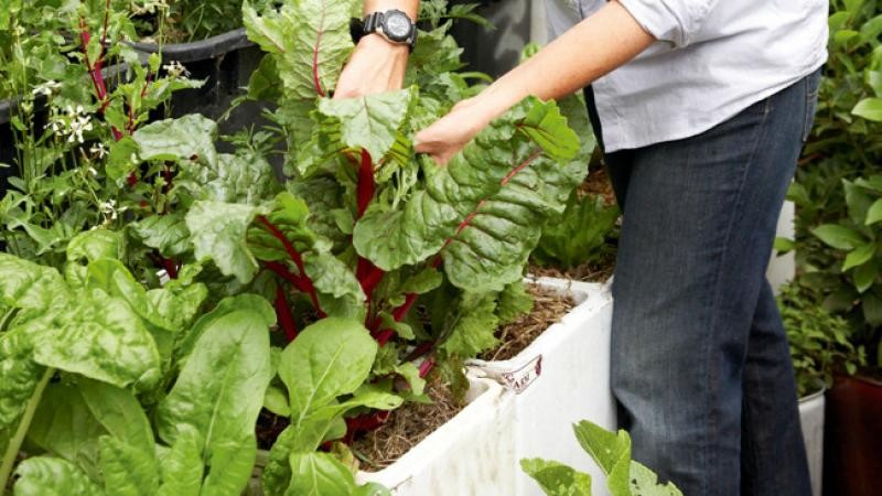 3 cách trồng rau tại nhà đơn giản, hiệu quả để chị em có thể ăn rau sạch mỗi ngày - Ảnh 1.