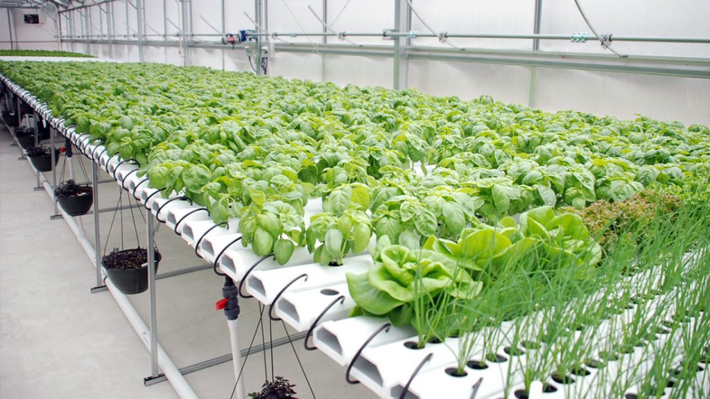 9 mô hình trồng rau thủy canh phổ biến 6 cơ bản  3 nâng cao  AZ Farming