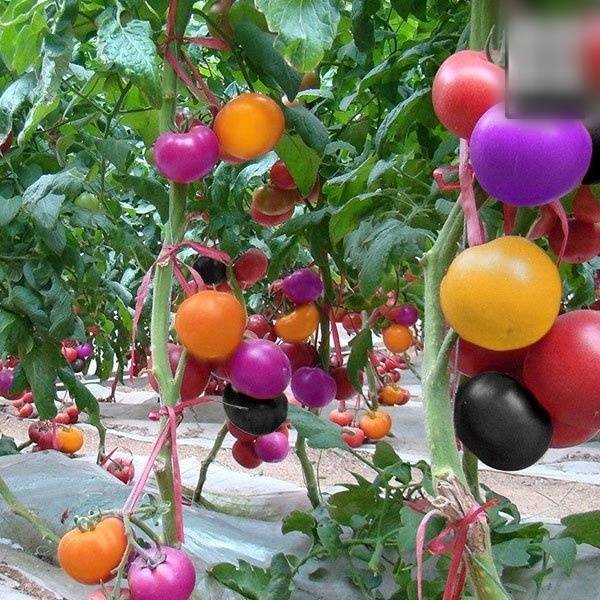 Chị em thử trồng rau củ màu cầu vồng đi, vừa đẹp vườn mà đem bán đảm bảo ùn ùn người mua - Ảnh 1.