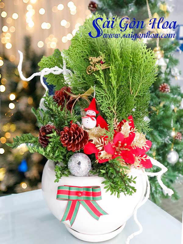 Ngoài cây thông còn có 5 loại cây khác rất hợp để trang trí Noel: Vừa xinh, rẻ lại cực dễ chăm - Ảnh 9.