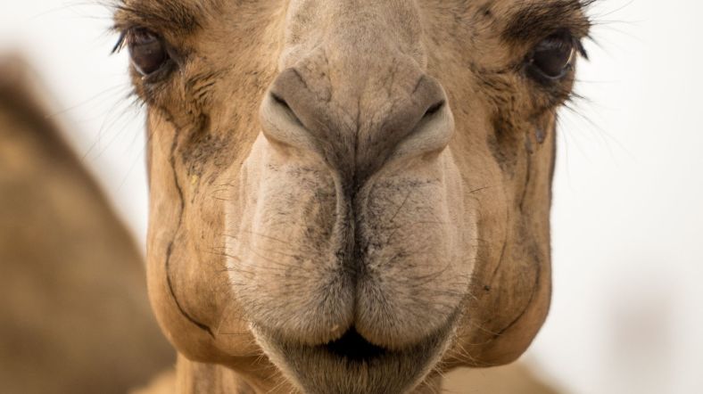 Hơn 40 con lạc đà bị loại khỏi cuộc thi hoa hậu vì giải phẫu thẩm mỹ - Ảnh 1.