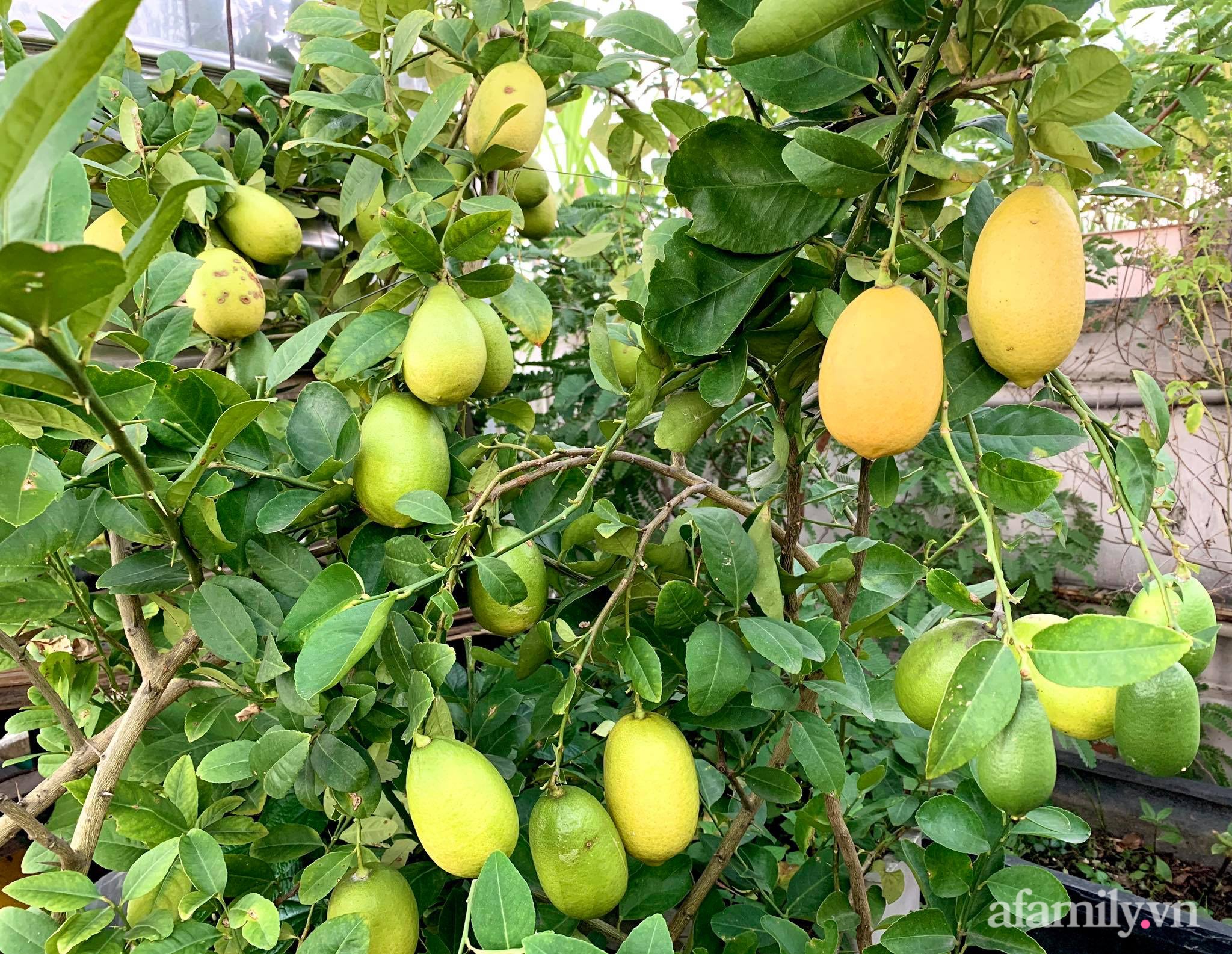 Nữ giám đốc Sài Gòn mang sắc màu Tết truyền thống làm đẹp cho khu vườn sân thượng - Ảnh 21.