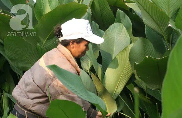 Ngoài gói bánh chưng, chuyên gia tiết lộ lá dong còn có thể chữa bệnh theo cách này nhưng không phải ai cũng biết - Ảnh 5.