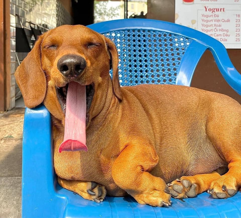 Chú có béo rụt cổ nằm phơi nắng thôi cũng nổi rần rần chỉ bởi 