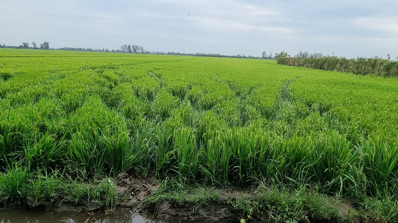 Trưởng công an huyện hóa trang thành con bạc, trường gà “khủng” bị đánh úp - Ảnh 7. Trưởng công an huyện hóa trang thành con bạc, trường gà “khủng” bị đánh úp - Ảnh 7.