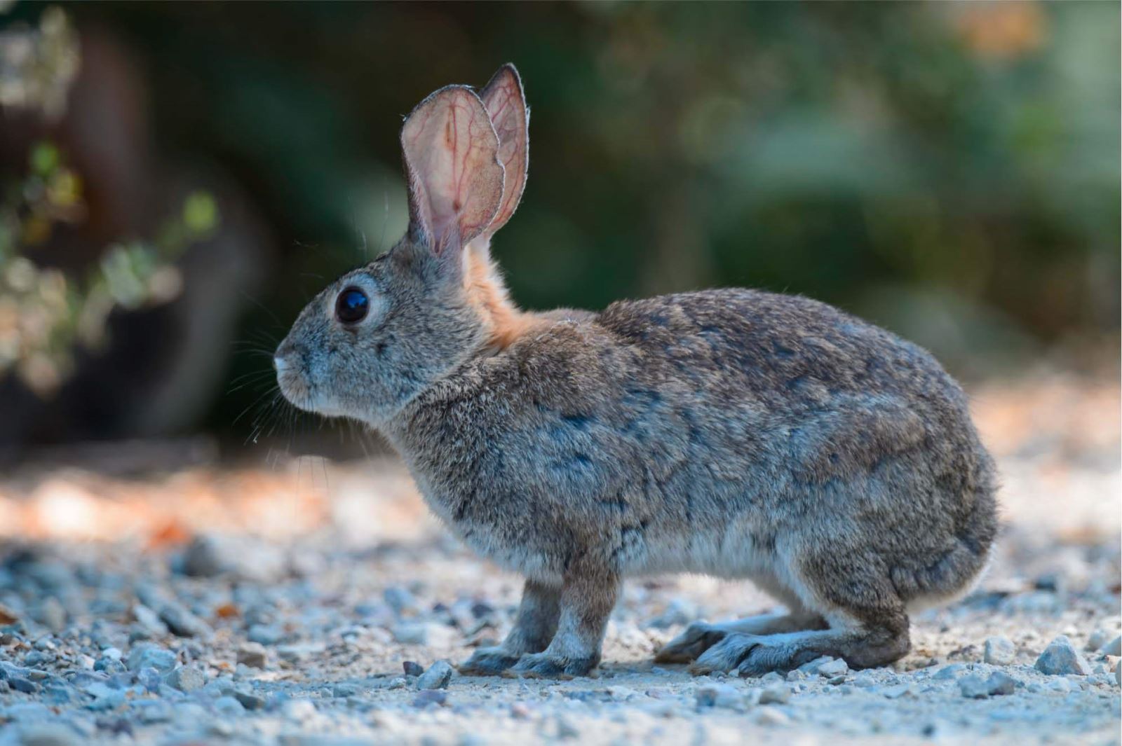 WHO: Loài thỏ và chồn có thể là động vật lây lan virus SARS-CoV-2 sang người - Ảnh 1.