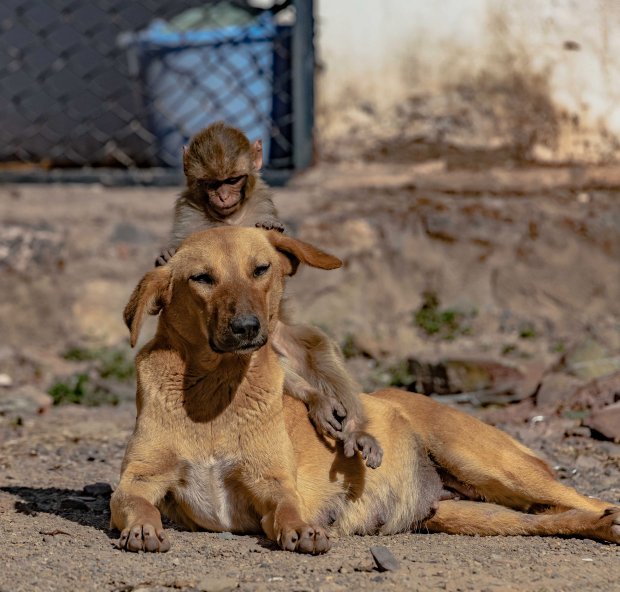 Đang đi đường tình cờ bắt gặp bộ đôi khỉ chó quấn quýt, nhiếp ảnh gia tìm hiểu càng ngỡ ngàng hơn với mối quan hệ &quot;mẹ con&quot; lạ đời của chúng - Ảnh 1.