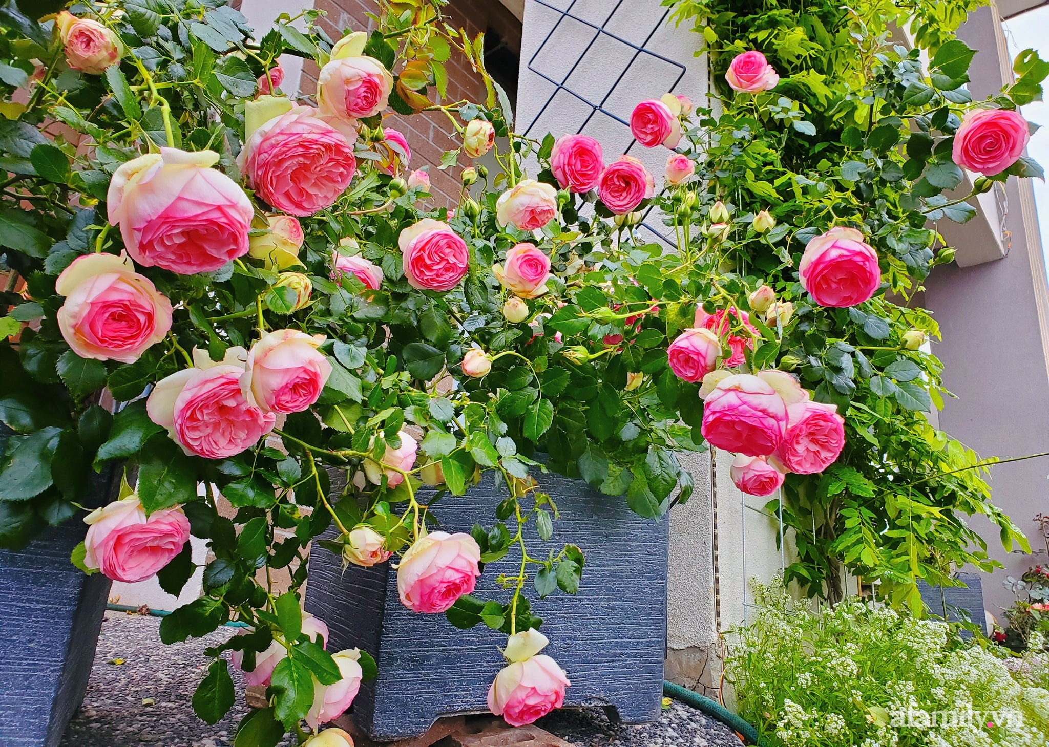 Vườn hồng 250m² ngát hương rực rỡ sắc màu đẹp như cổ tích của mẹ Việt ở Úc - Ảnh 10.