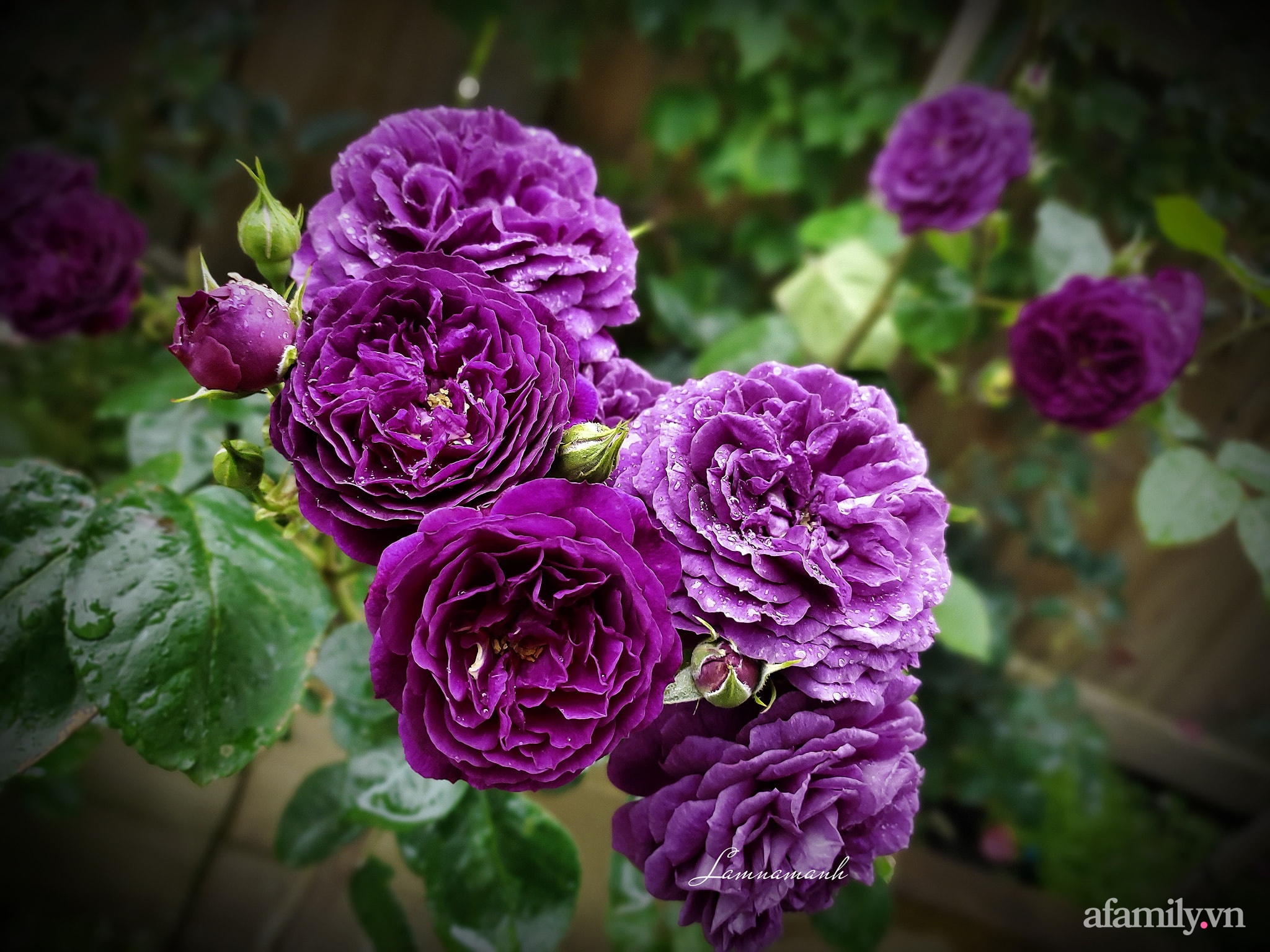 Vườn hồng 250m² ngát hương rực rỡ sắc màu đẹp như cổ tích của mẹ Việt ở Úc - Ảnh 11.