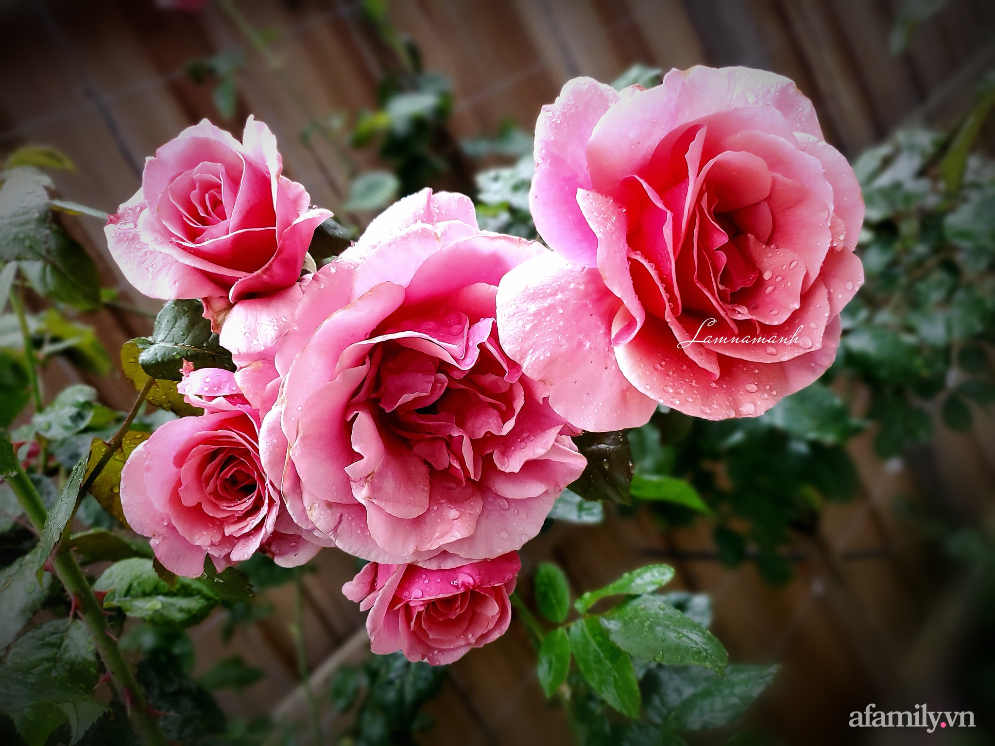 Vườn hồng 250m² ngát hương rực rỡ sắc màu đẹp như cổ tích của mẹ Việt ở Úc - Ảnh 8.