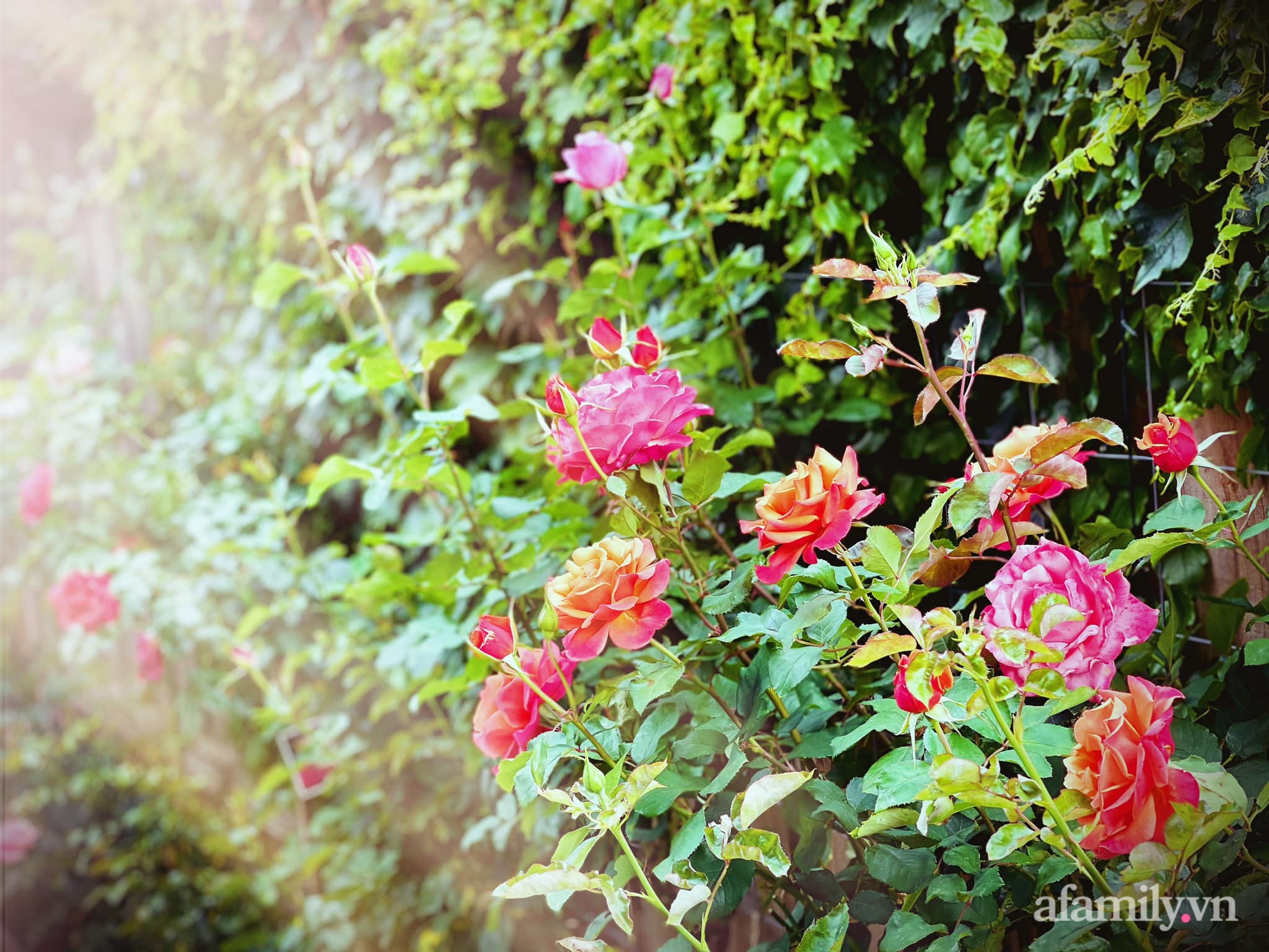Vườn hồng 250m² ngát hương rực rỡ sắc màu đẹp như cổ tích của mẹ Việt ở Úc - Ảnh 9.