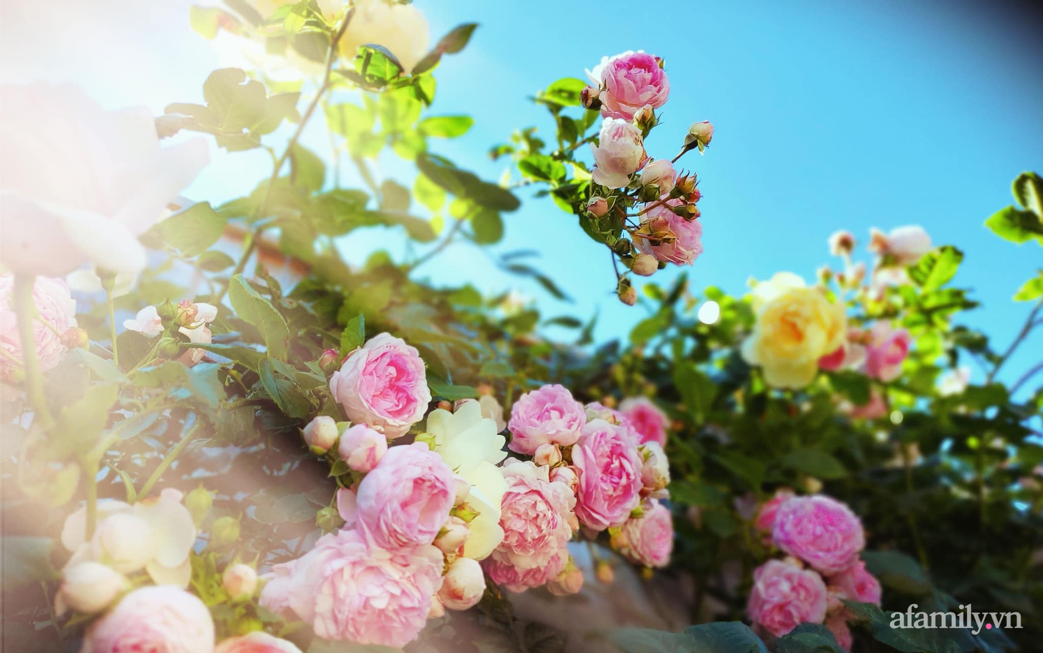 Vườn hồng 250m² ngát hương rực rỡ sắc màu đẹp như cổ tích của mẹ Việt ở Úc - Ảnh 17.