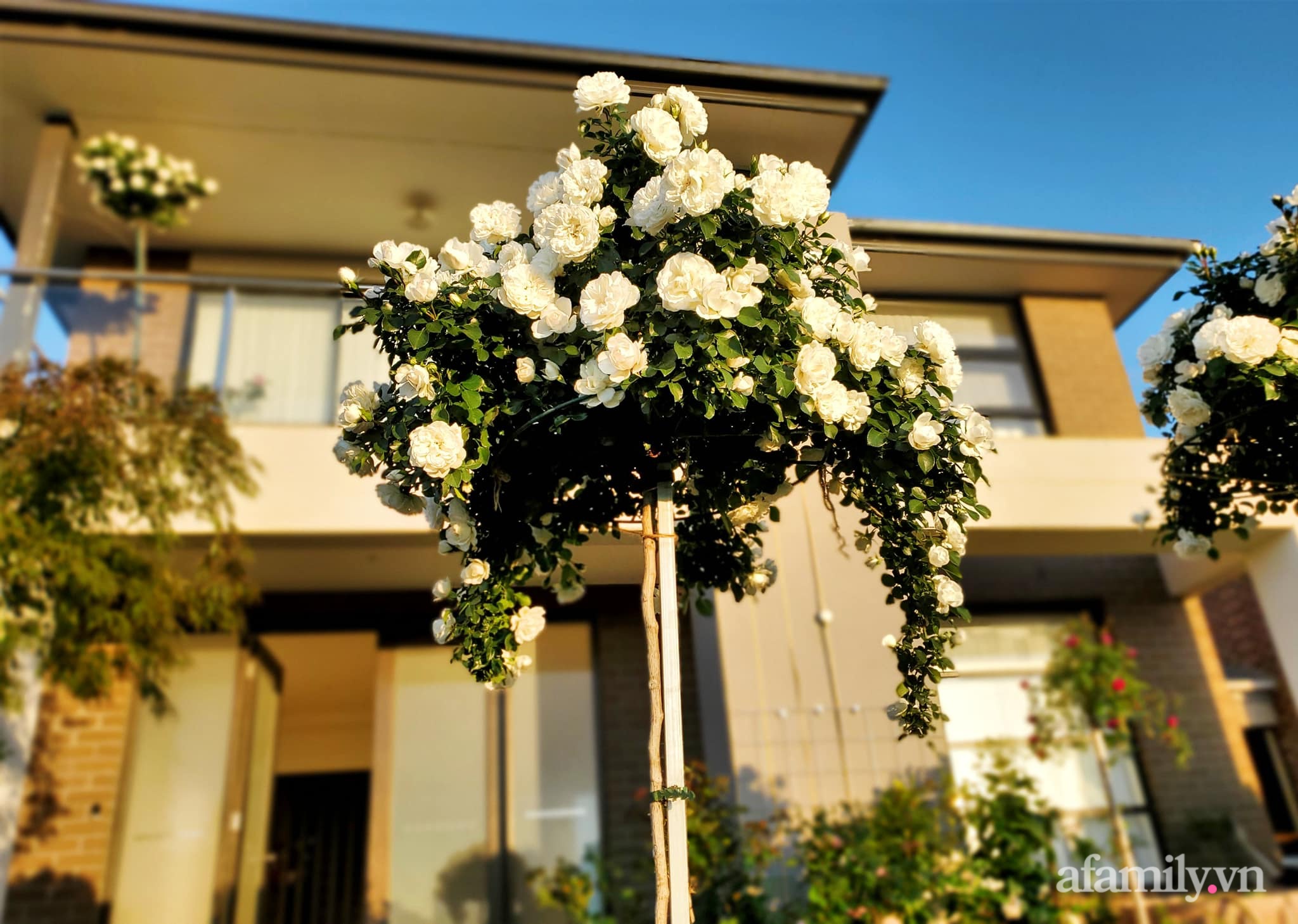 Vườn hồng 250m² ngát hương rực rỡ sắc màu đẹp như cổ tích của mẹ Việt ở Úc - Ảnh 16.