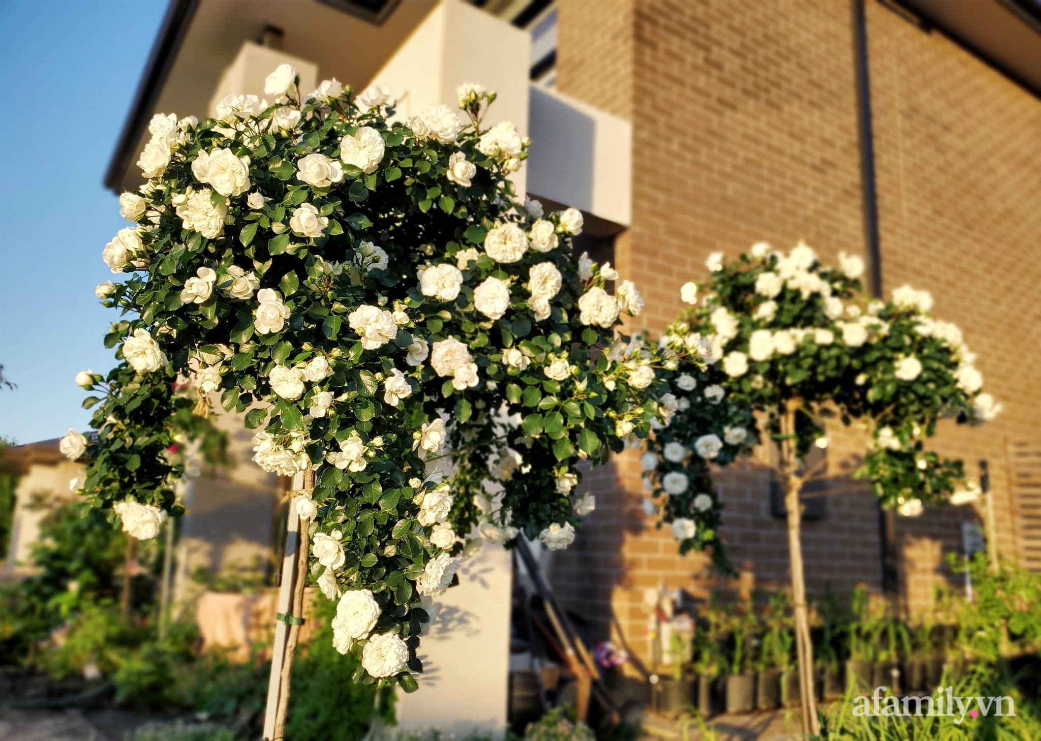 Vườn hồng 250m² ngát hương rực rỡ sắc màu đẹp như cổ tích của mẹ Việt ở Úc - Ảnh 15.
