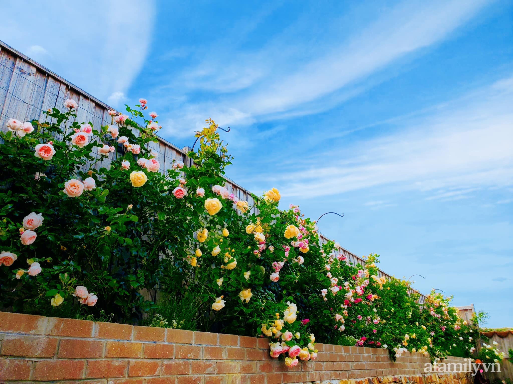 Vườn hồng 250m² ngát hương rực rỡ sắc màu đẹp như cổ tích của mẹ Việt ở Úc - Ảnh 20.