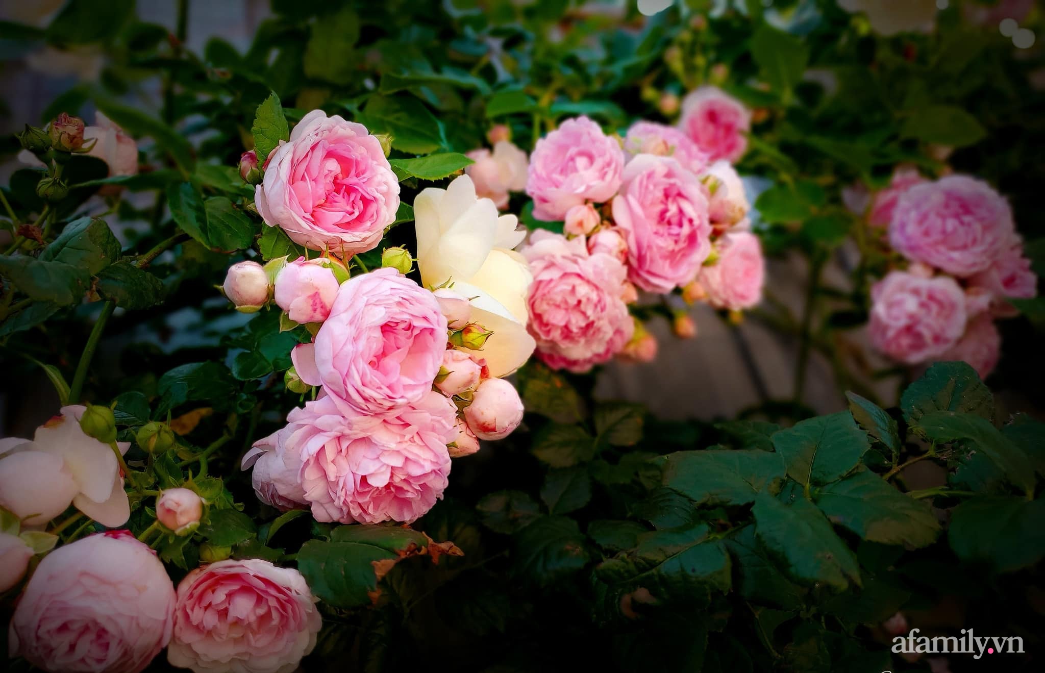 Vườn hồng 250m² ngát hương rực rỡ sắc màu đẹp như cổ tích của mẹ Việt ở Úc - Ảnh 19.