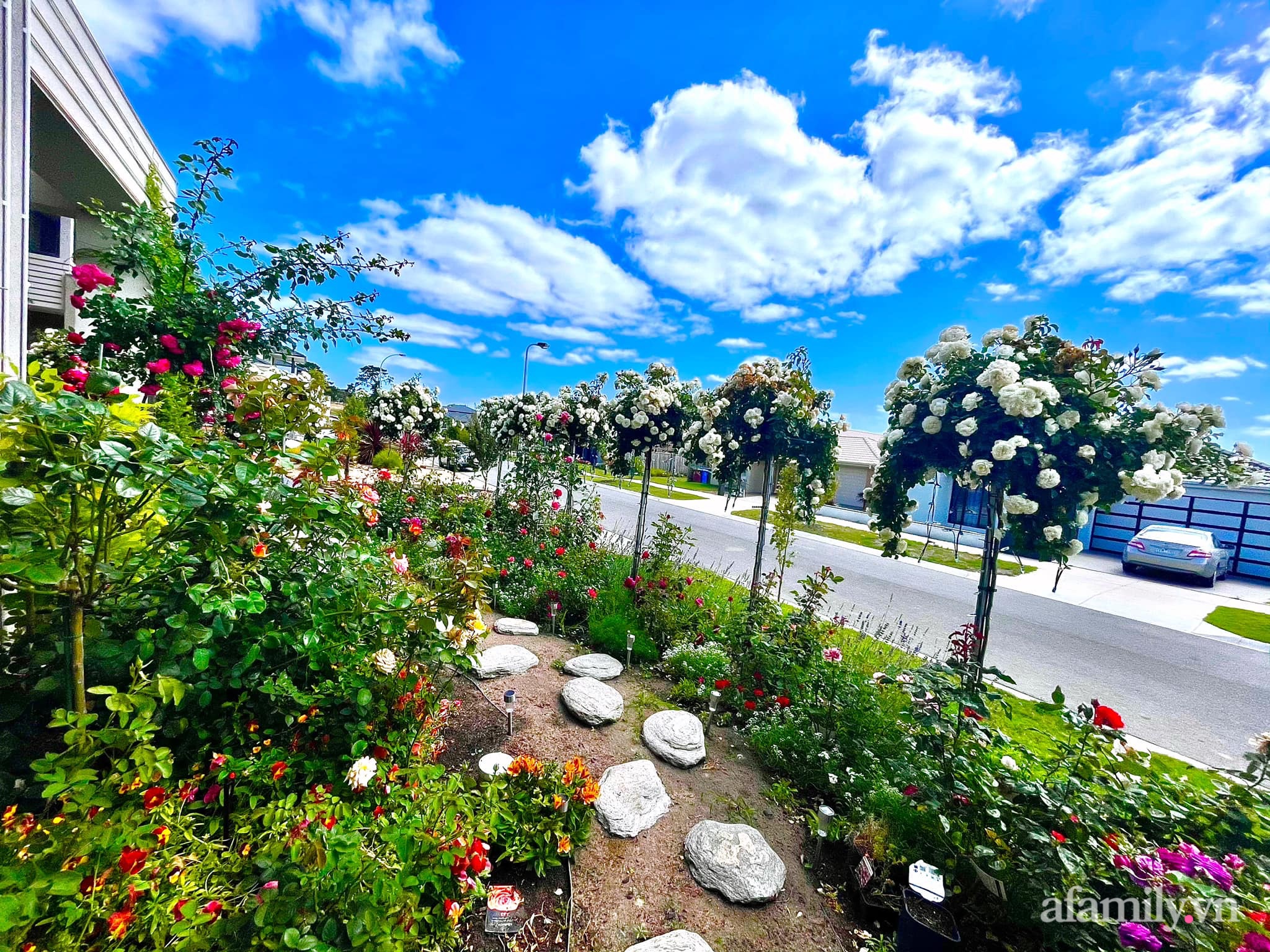 Vườn hồng 250m² ngát hương rực rỡ sắc màu đẹp như cổ tích của mẹ Việt ở Úc - Ảnh 2.
