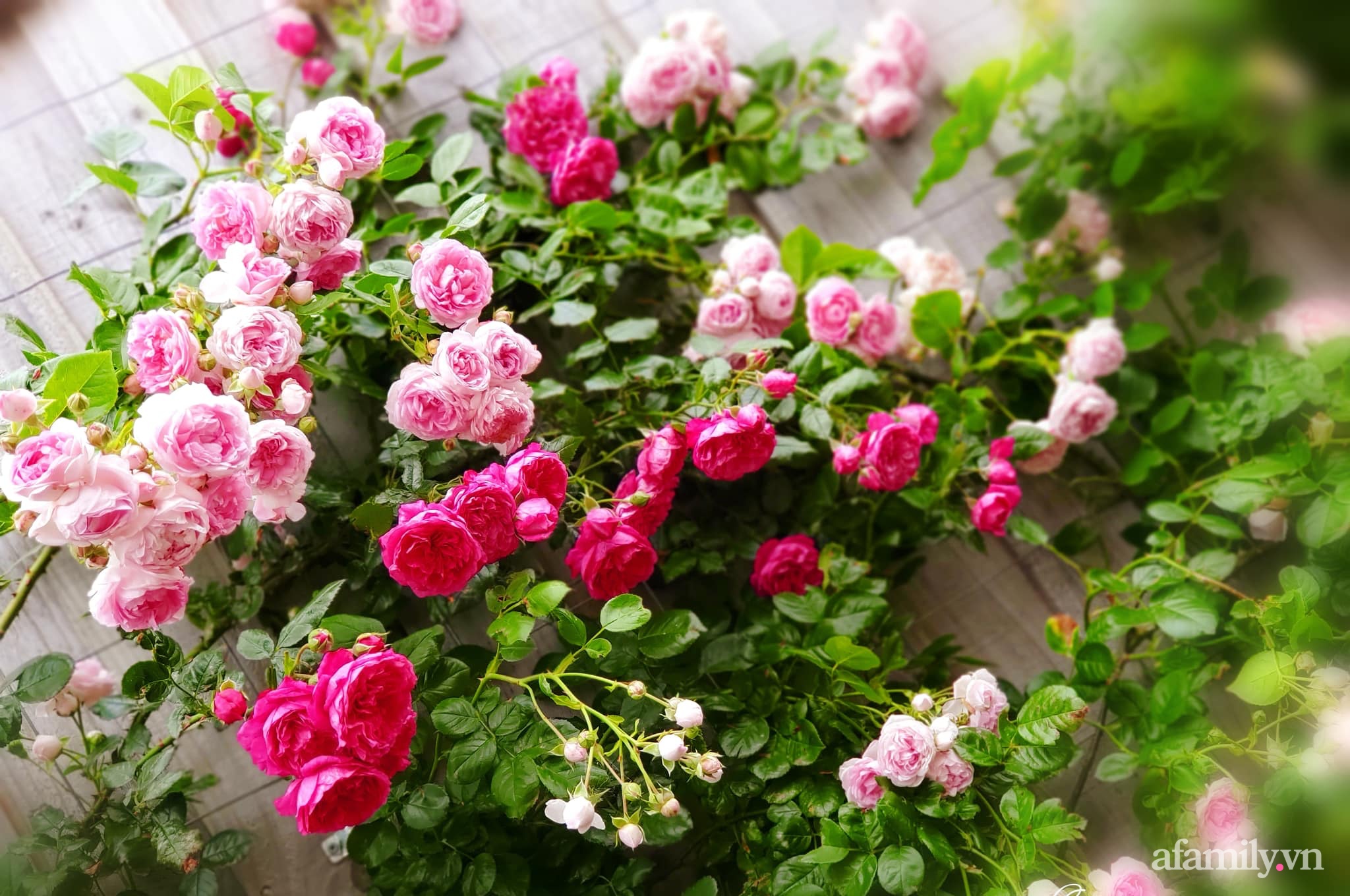 Vườn hồng 250m² ngát hương rực rỡ sắc màu đẹp như cổ tích của mẹ Việt ở Úc - Ảnh 27.