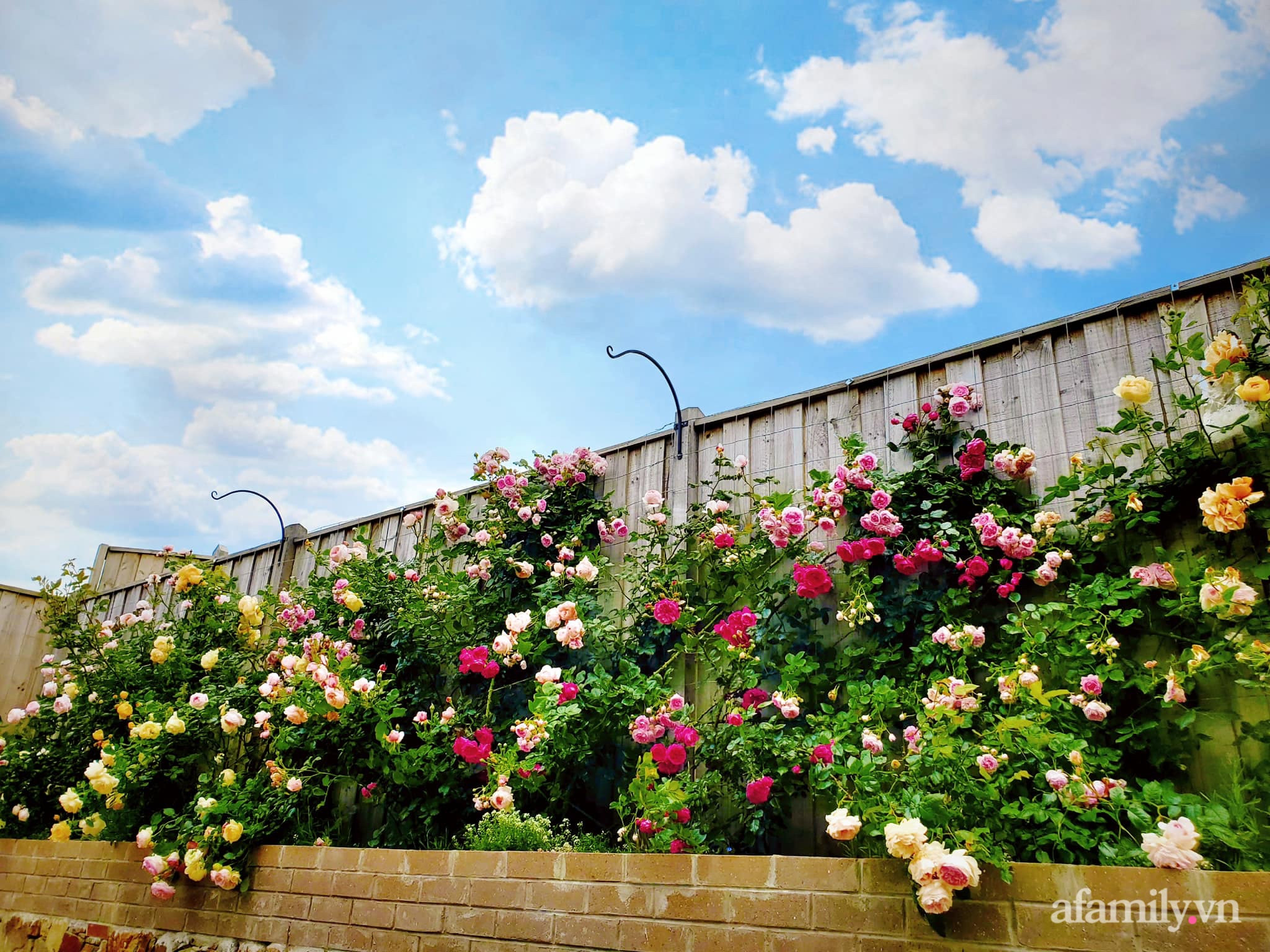 Vườn hồng 250m² ngát hương rực rỡ sắc màu đẹp như cổ tích của mẹ Việt ở Úc - Ảnh 18.