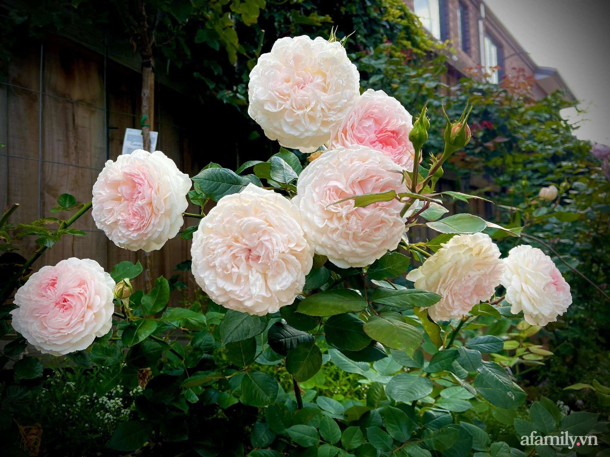 Vườn hồng 250m² ngát hương rực rỡ sắc màu đẹp như cổ tích của mẹ Việt ở Úc - Ảnh 25.