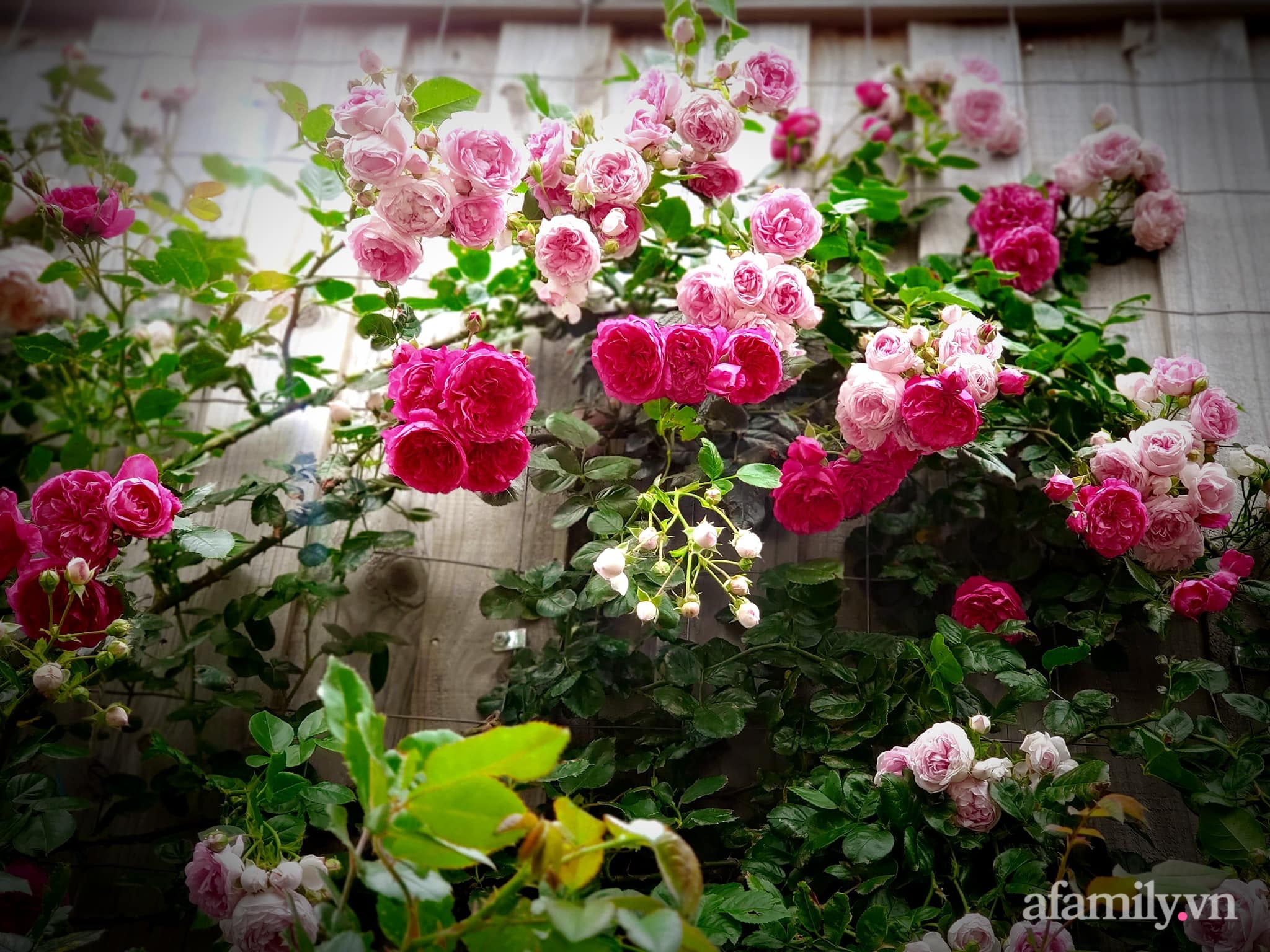 Vườn hồng 250m² ngát hương rực rỡ sắc màu đẹp như cổ tích của mẹ Việt ở Úc - Ảnh 28.