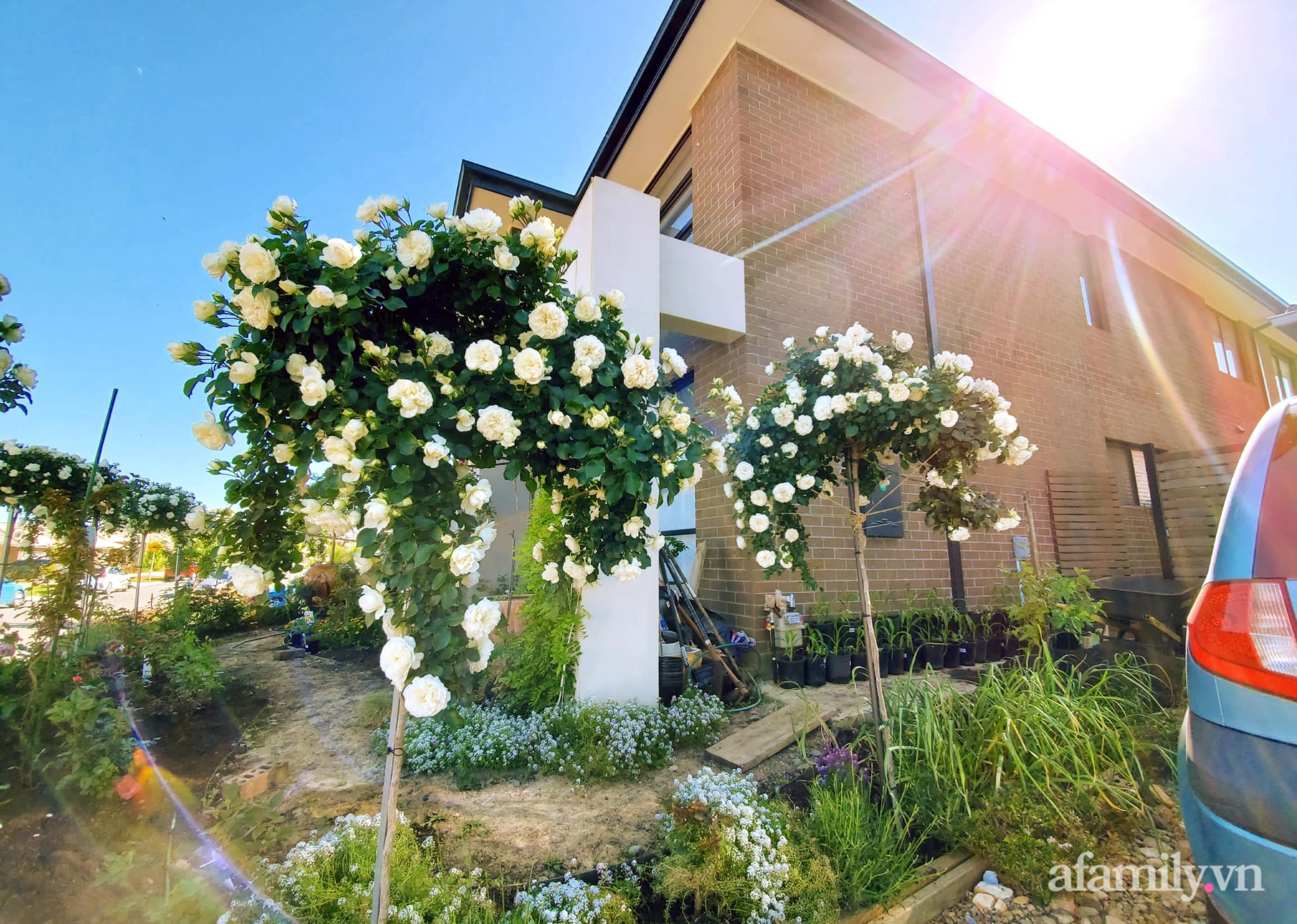 Vườn hồng 250m² ngát hương rực rỡ sắc màu đẹp như cổ tích của mẹ Việt ở Úc - Ảnh 14.